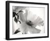 Translucent Peony VIBW-Debra Swearingen-Framed Art Print