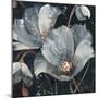 Translucent Poppies-Albena Hristova-Mounted Art Print