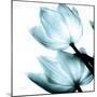 Translucent Tulips II Sq Aqua Crop-Debra Van Swearingen-Mounted Art Print