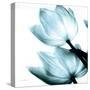 Translucent Tulips II Sq Aqua Crop-Debra Van Swearingen-Stretched Canvas