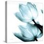 Translucent Tulips II Sq Aqua Crop-Debra Van Swearingen-Stretched Canvas