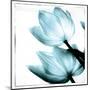 Translucent Tulips II Sq Aqua-Debra Van Swearingen-Mounted Art Print