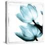 Translucent Tulips II Sq Aqua-Debra Van Swearingen-Stretched Canvas