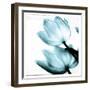 Translucent Tulips II Sq Aqua-Debra Van Swearingen-Framed Art Print