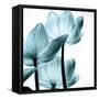 Translucent Tulips III Sq Aqua Crop-Debra Van Swearingen-Framed Stretched Canvas