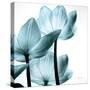 Translucent Tulips III Sq Aqua Crop-Debra Van Swearingen-Stretched Canvas