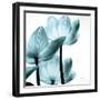 Translucent Tulips III Sq Aqua Crop-Debra Van Swearingen-Framed Art Print