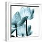 Translucent Tulips III Sq Aqua Crop-Debra Van Swearingen-Framed Art Print