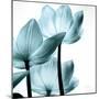 Translucent Tulips III Sq Aqua Crop-Debra Van Swearingen-Mounted Art Print