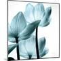 Translucent Tulips III Sq Aqua Crop-Debra Van Swearingen-Mounted Art Print