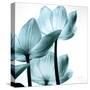 Translucent Tulips III Sq Aqua Crop-Debra Van Swearingen-Stretched Canvas