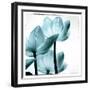 Translucent Tulips III Sq Aqua-Debra Van Swearingen-Framed Art Print