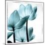 Translucent Tulips III Sq Aqua-Debra Van Swearingen-Mounted Art Print