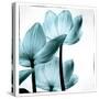 Translucent Tulips III Sq Aqua-Debra Van Swearingen-Stretched Canvas