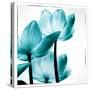 Translucent Tulips III Sq Teal-Debra Van Swearingen-Stretched Canvas
