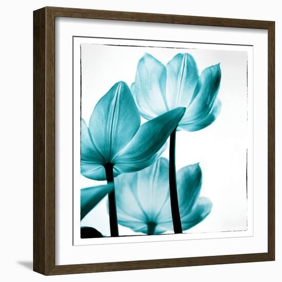 Translucent Tulips III Sq Teal-Debra Van Swearingen-Framed Art Print