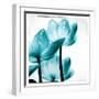 Translucent Tulips III Sq Teal-Debra Van Swearingen-Framed Art Print