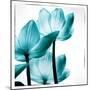 Translucent Tulips III Sq Teal-Debra Van Swearingen-Mounted Art Print