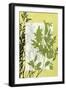 Translucent Wildflowers IV-Jennifer Goldberger-Framed Art Print