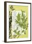 Translucent Wildflowers IV-Jennifer Goldberger-Framed Art Print