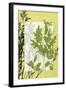 Translucent Wildflowers IV-Jennifer Goldberger-Framed Art Print