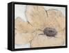 Transparency Flower IV-Tim OToole-Framed Stretched Canvas