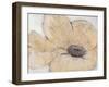 Transparency Flower IV-Tim OToole-Framed Art Print