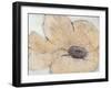 Transparency Flower IV-Tim OToole-Framed Art Print