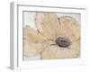 Transparency Flower IV-Tim OToole-Framed Art Print