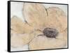 Transparency Flower IV-Tim OToole-Framed Stretched Canvas