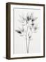 Transparent Botanic No 8-Treechild-Framed Giclee Print