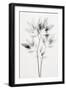 Transparent Botanic No 8-Treechild-Framed Giclee Print