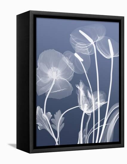 Transparent Flora 6-Albert Koetsier-Framed Stretched Canvas