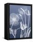 Transparent Flora 6-Albert Koetsier-Framed Stretched Canvas