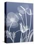 Transparent Flora 6-Albert Koetsier-Stretched Canvas