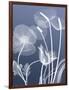 Transparent Flora 6-Albert Koetsier-Framed Art Print