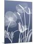 Transparent Flora 6-Albert Koetsier-Mounted Art Print