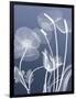 Transparent Flora 6-Albert Koetsier-Framed Art Print