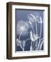 Transparent Flora 6-Albert Koetsier-Framed Art Print