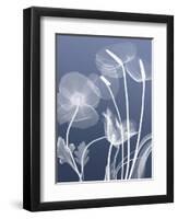 Transparent Flora 6-Albert Koetsier-Framed Art Print