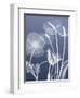 Transparent Flora 6-Albert Koetsier-Framed Art Print