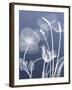 Transparent Flora 6-Albert Koetsier-Framed Art Print