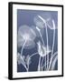 Transparent Flora 6-Albert Koetsier-Framed Art Print