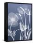 Transparent Flora 6-Albert Koetsier-Framed Stretched Canvas