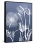 Transparent Flora 6-Albert Koetsier-Framed Stretched Canvas