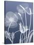 Transparent Flora 6-Albert Koetsier-Stretched Canvas