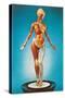 Transparent Woman Showing Internal Organs-null-Stretched Canvas