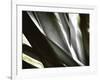 Transparent-Andrew Michaels-Framed Photographic Print