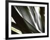 Transparent-Andrew Michaels-Framed Photographic Print