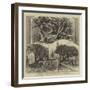 Transplantation of the Ancient Buckland Yew at Dover-William Henry James Boot-Framed Giclee Print